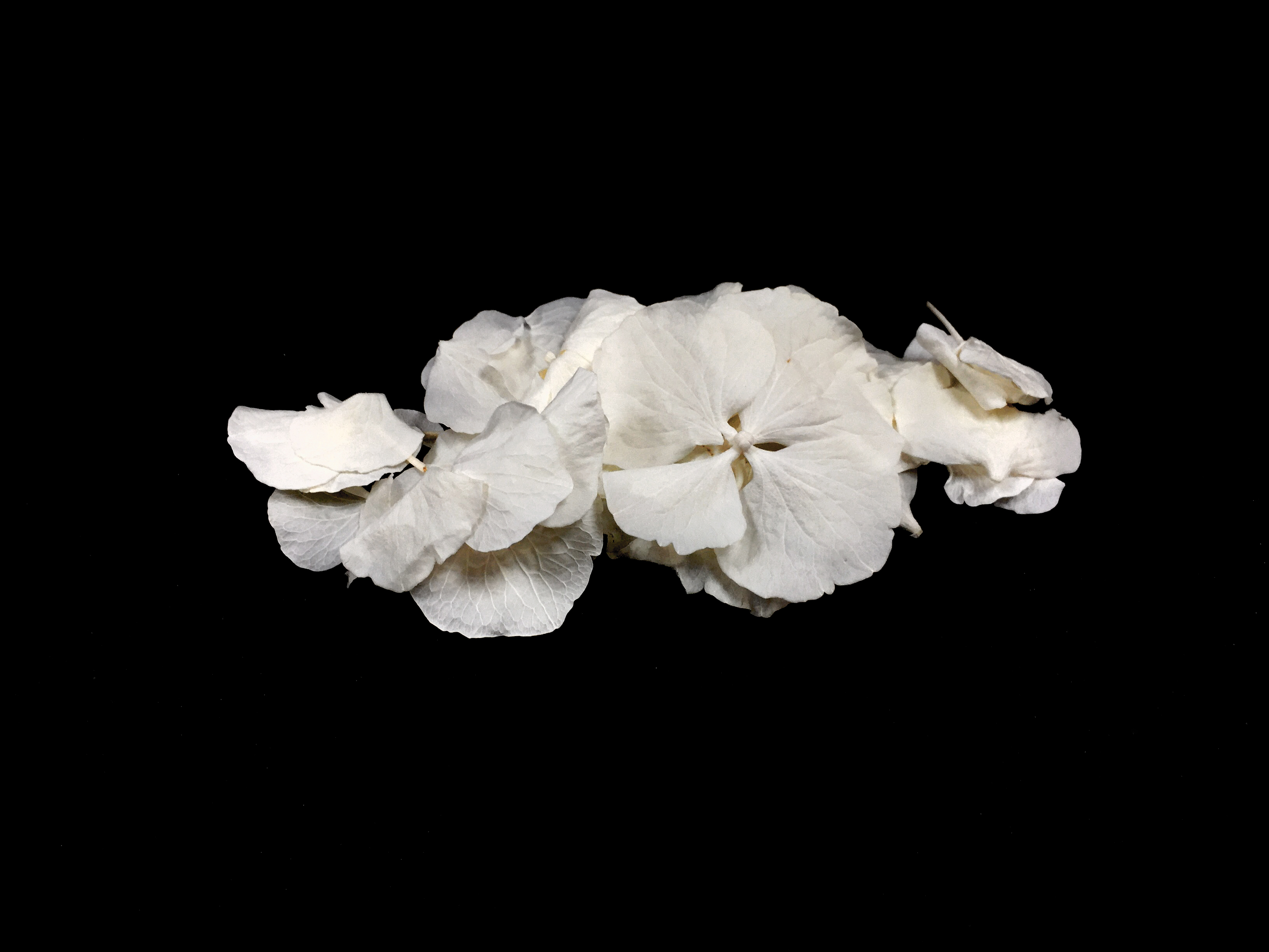 Sušené jedlé kvety v skle - Ivory Hydrangea Petals 250ml