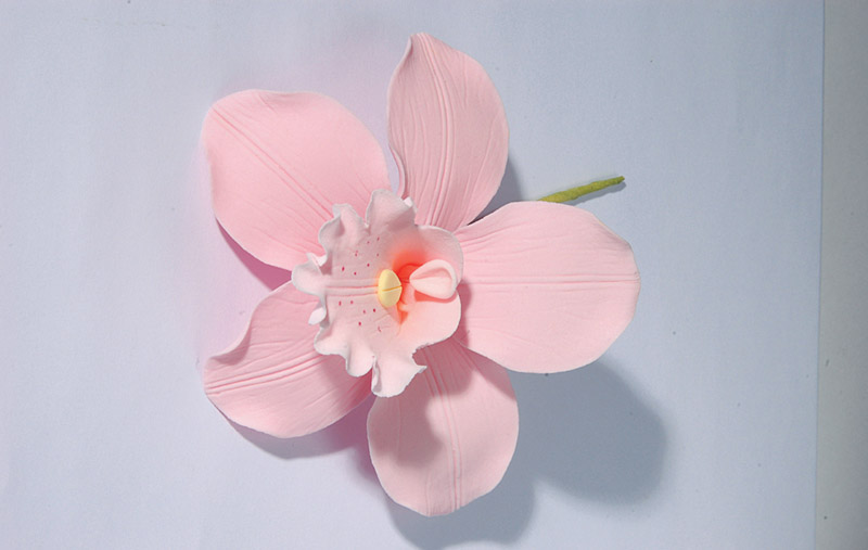 Orchidea ružová cukrová