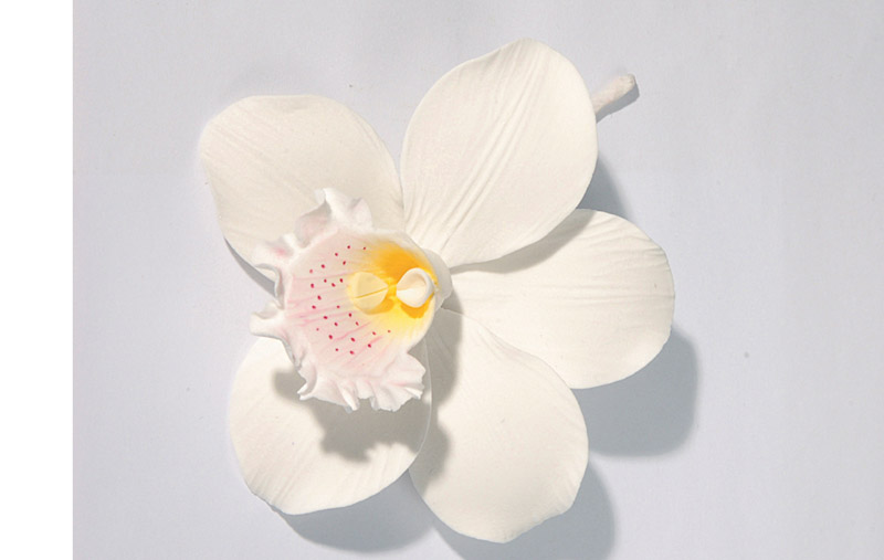 Orchidea biela cukrová