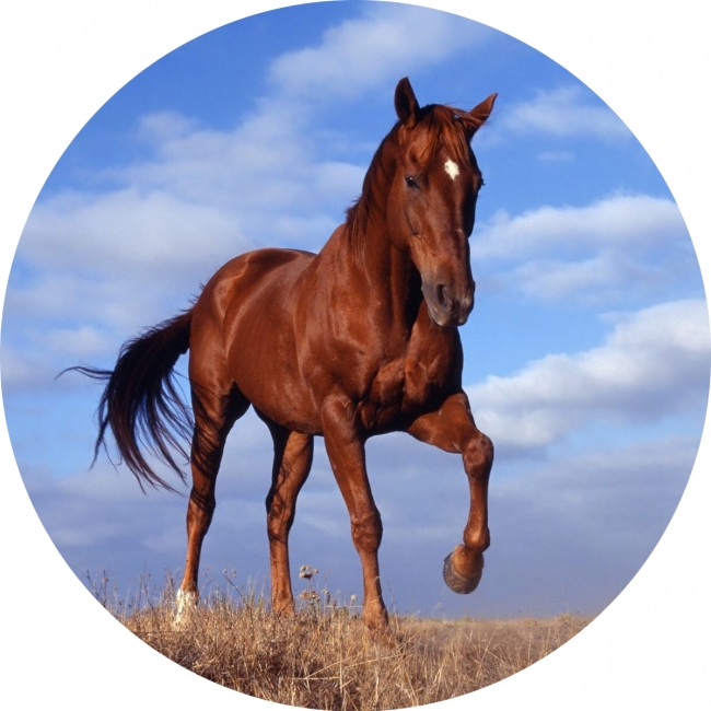Obrázok kôň