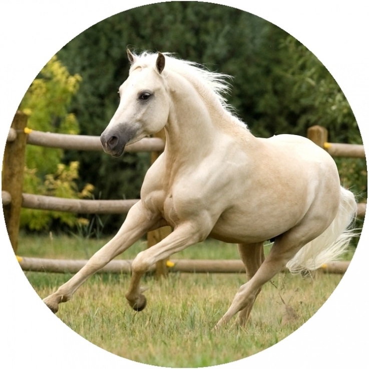 Obrázok kôň 