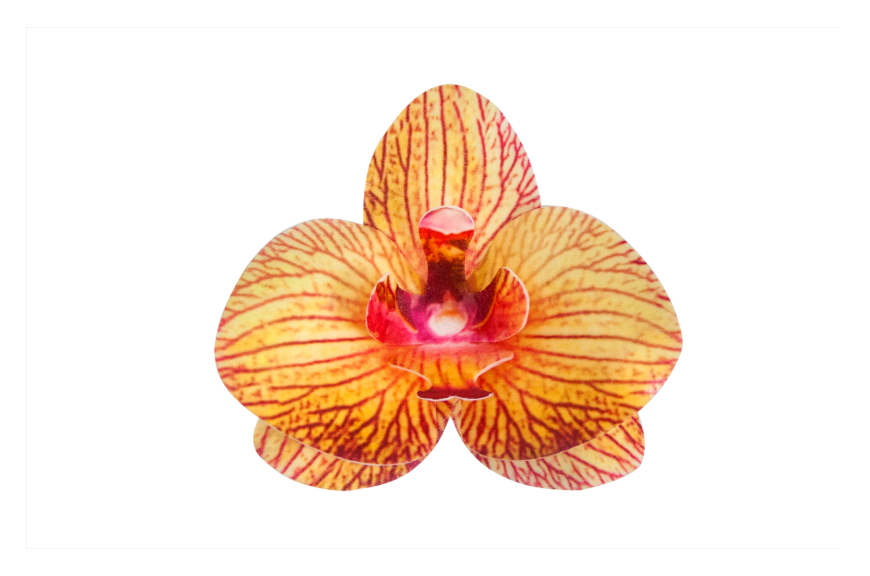 Orchidea z jedlého papiera 