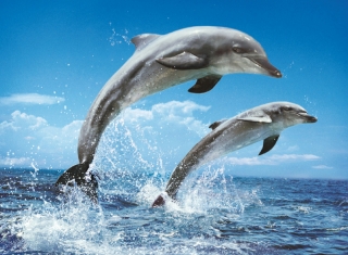 Obrázok delfín