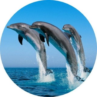 Obrázok delfíni