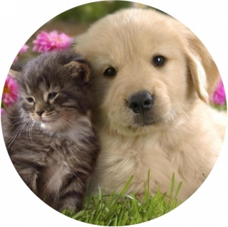 Obrázok pes a mačka