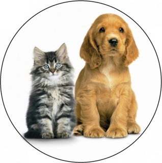 Obrázok pes a mačka