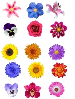 Obrázok kvety