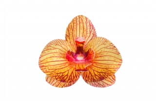 Orchidea z jedlého papiera 